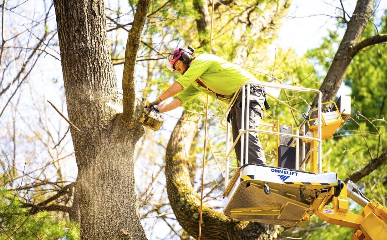 Tree Trimming & Pruning